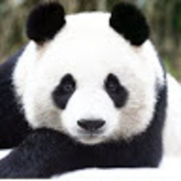 Meet your Posher, Cindy - Picture 1 of 1